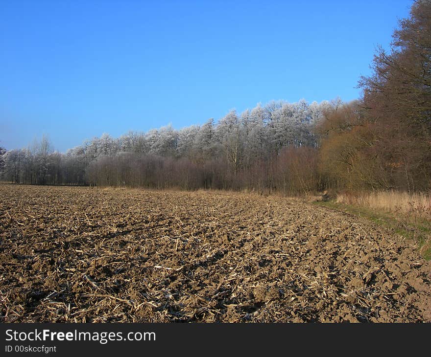 Winter forest and field