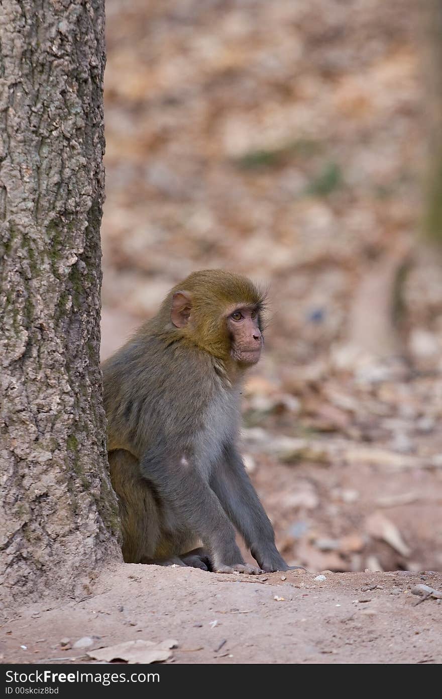 Wild monkey which from Xichang China