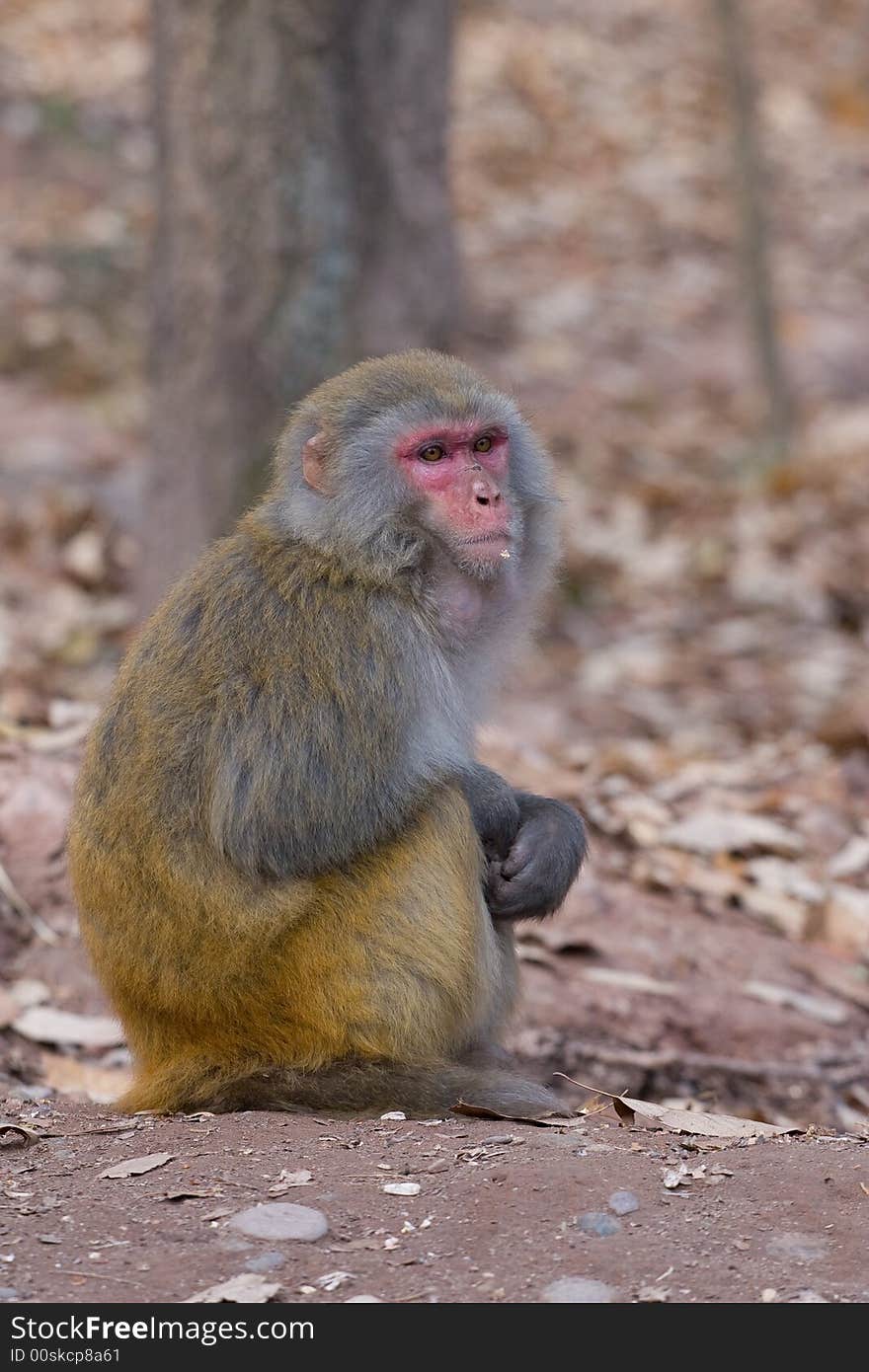 Wild monkey which from Xichang China