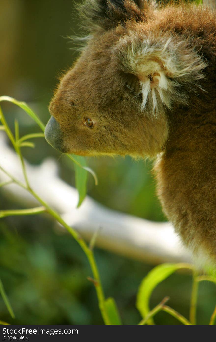 Australian Koala