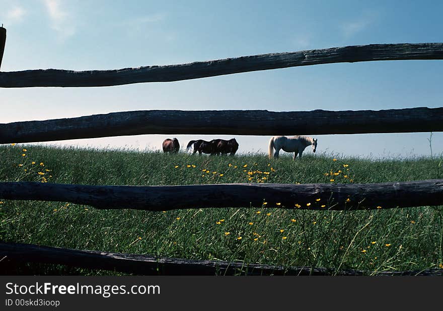 Grazing Prison