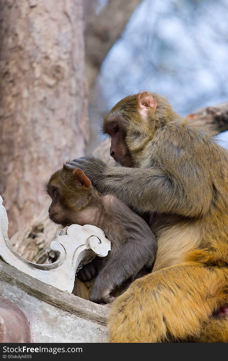 Wild monkey which from Xichang China