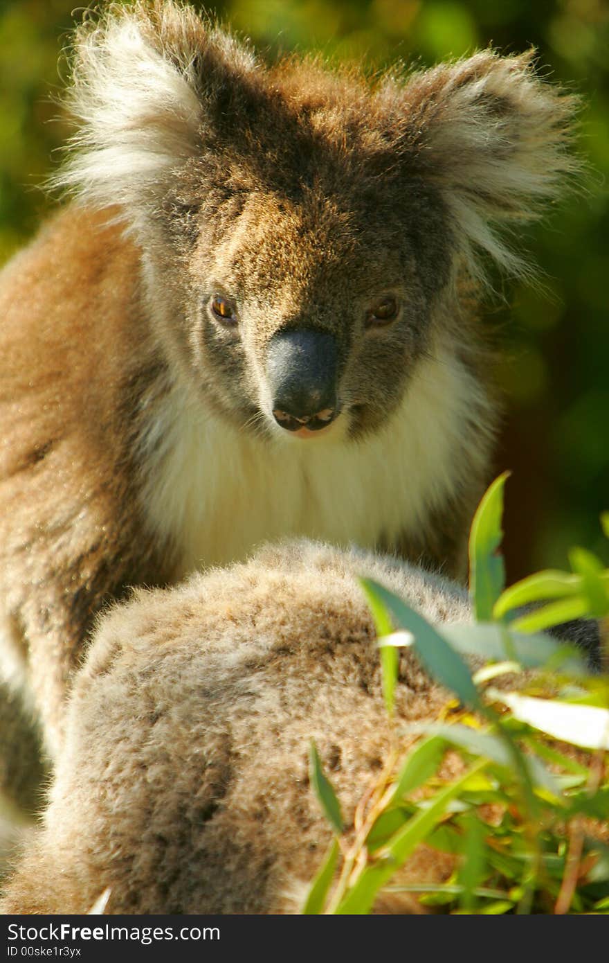 A shot of an Australian Koala in the wild