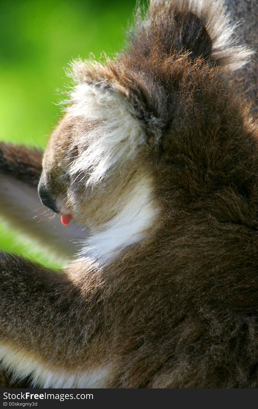 Australian Koala