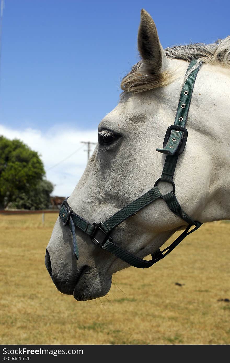 Close up of a horse