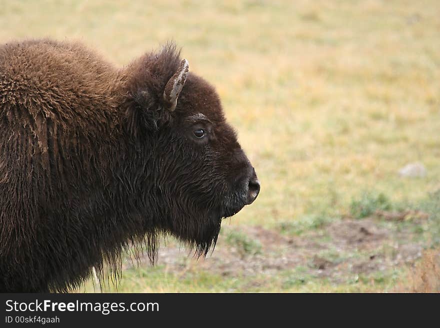 Head of bison in yellowstone. Head of bison in yellowstone