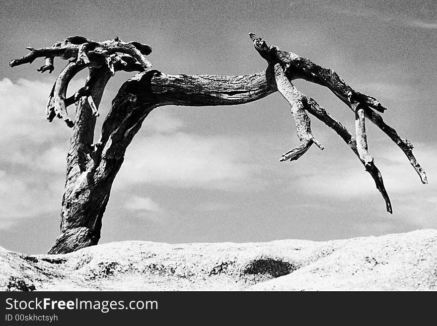 Jefferson Pine at Sentinel Dome