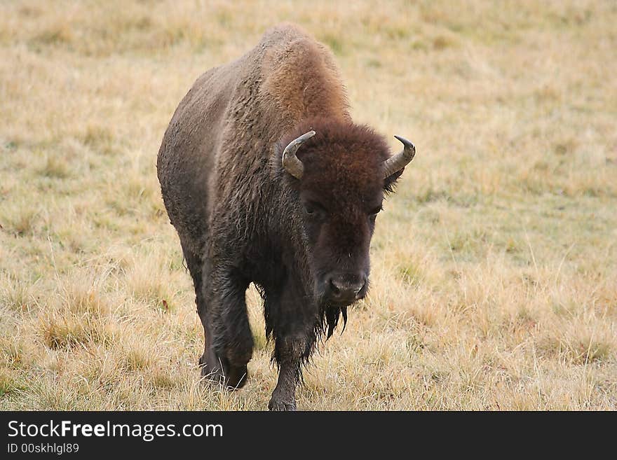 Bison- buffalo in grass field in Yellowstone. Bison- buffalo in grass field in Yellowstone