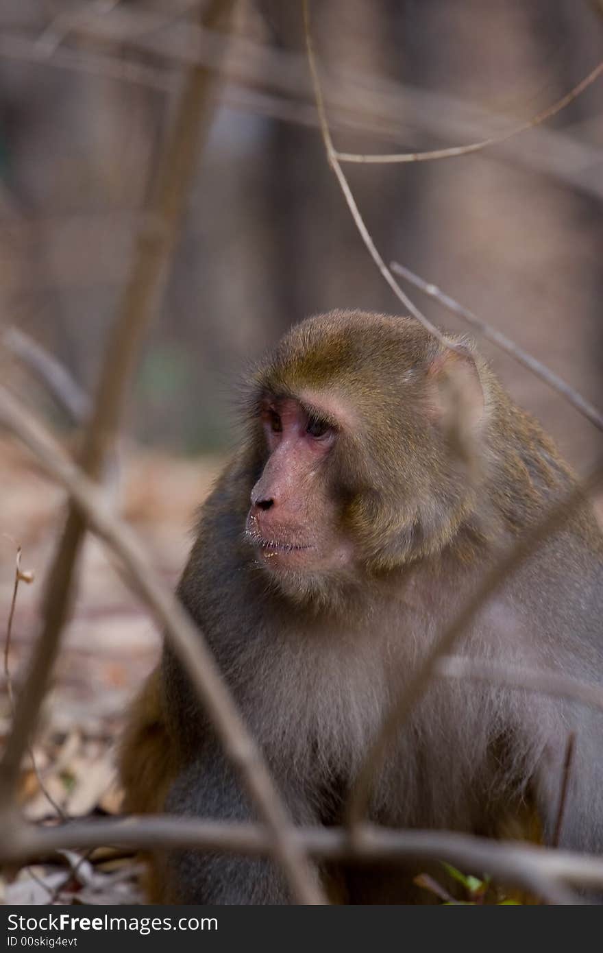 Wild monkey which from Xichang China