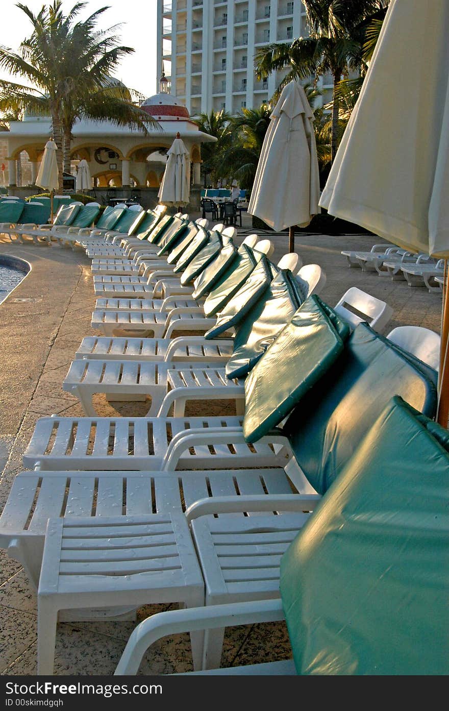 Swimming pool  chairs and green  palms