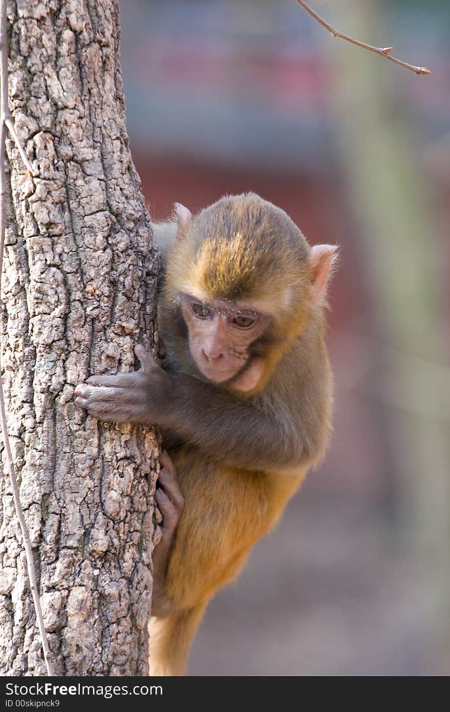 Wild monkey which from Xichang China