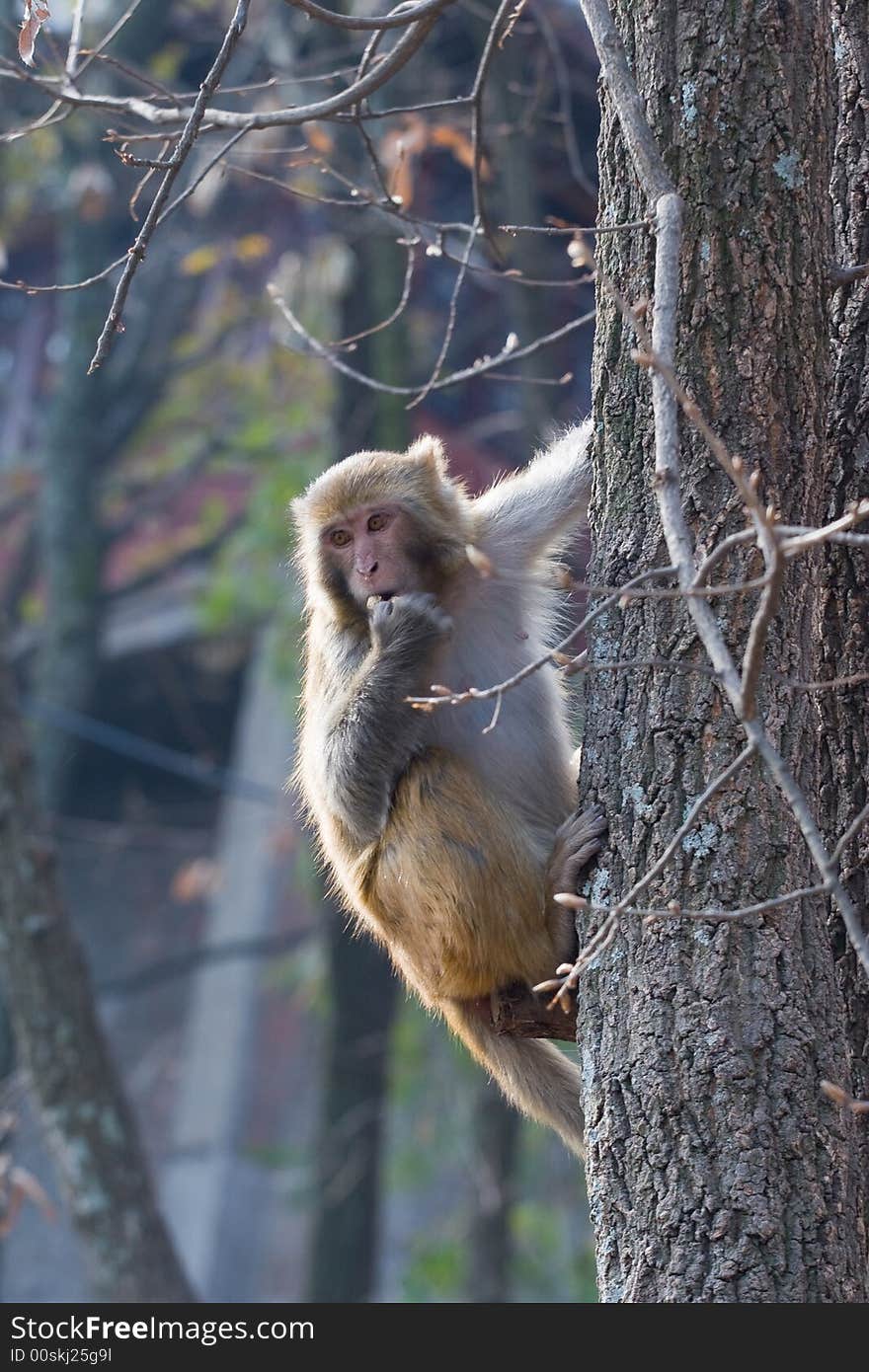 Wild monkey which from Xichang China