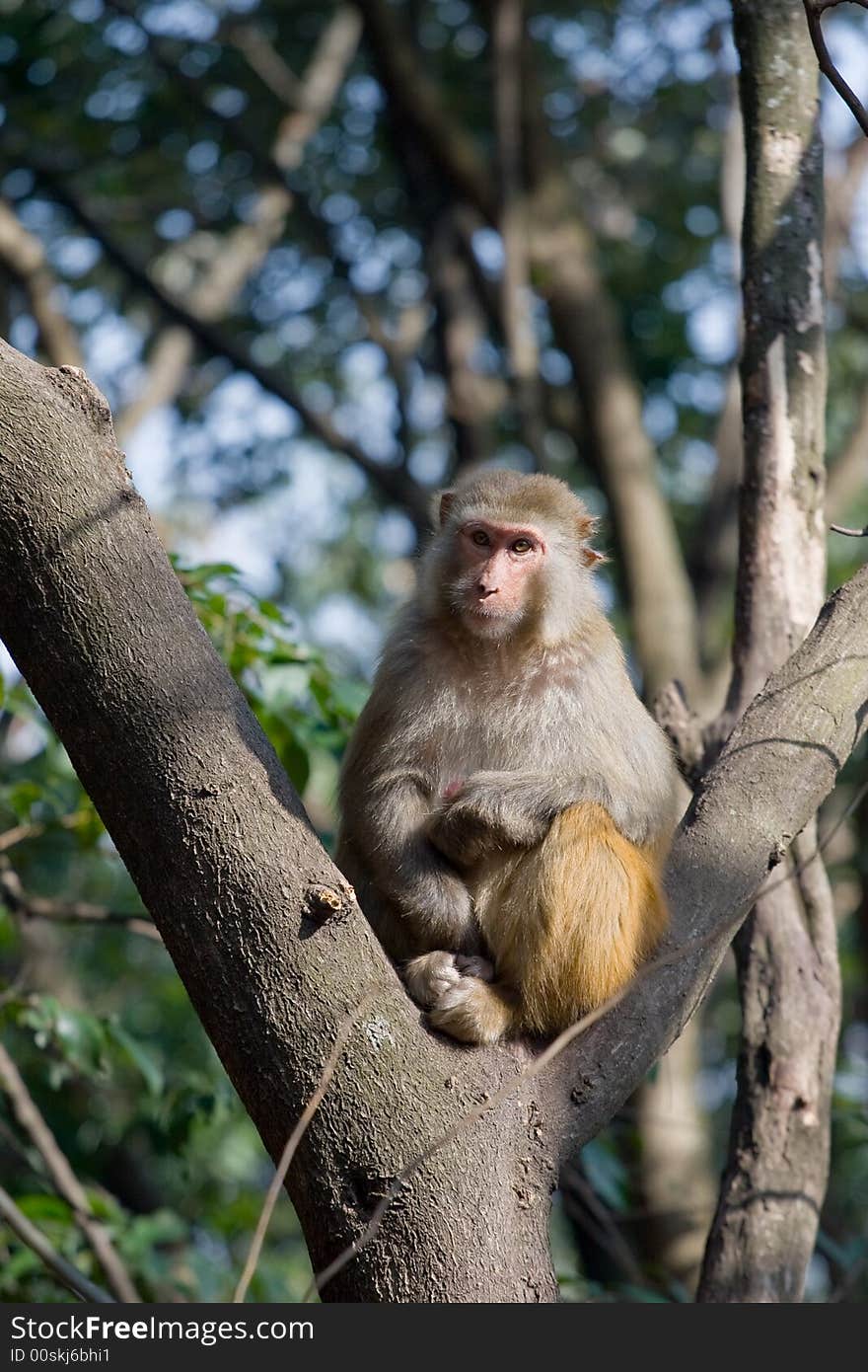 Wild monkey which from Xichang China