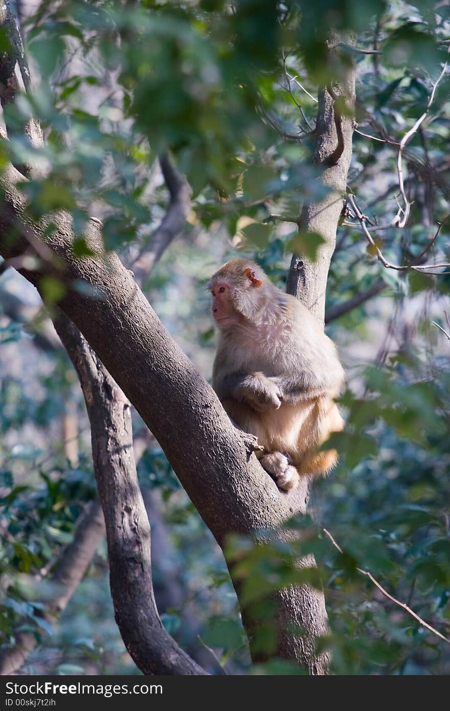 Wild monkey which from Xichang China