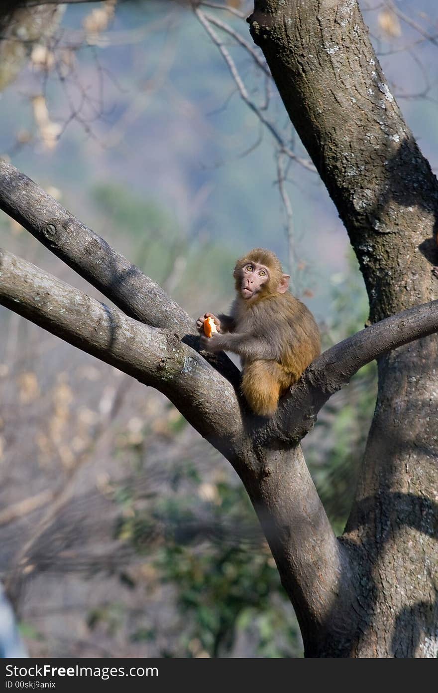 Wild monkey which from Xichang China