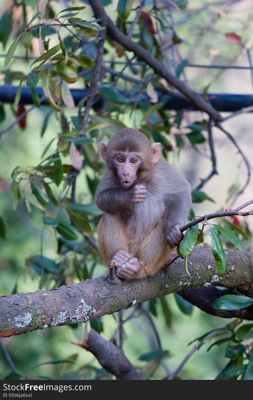 Wild monkey which from Xichang China