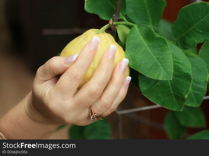 Manicure on a lemon