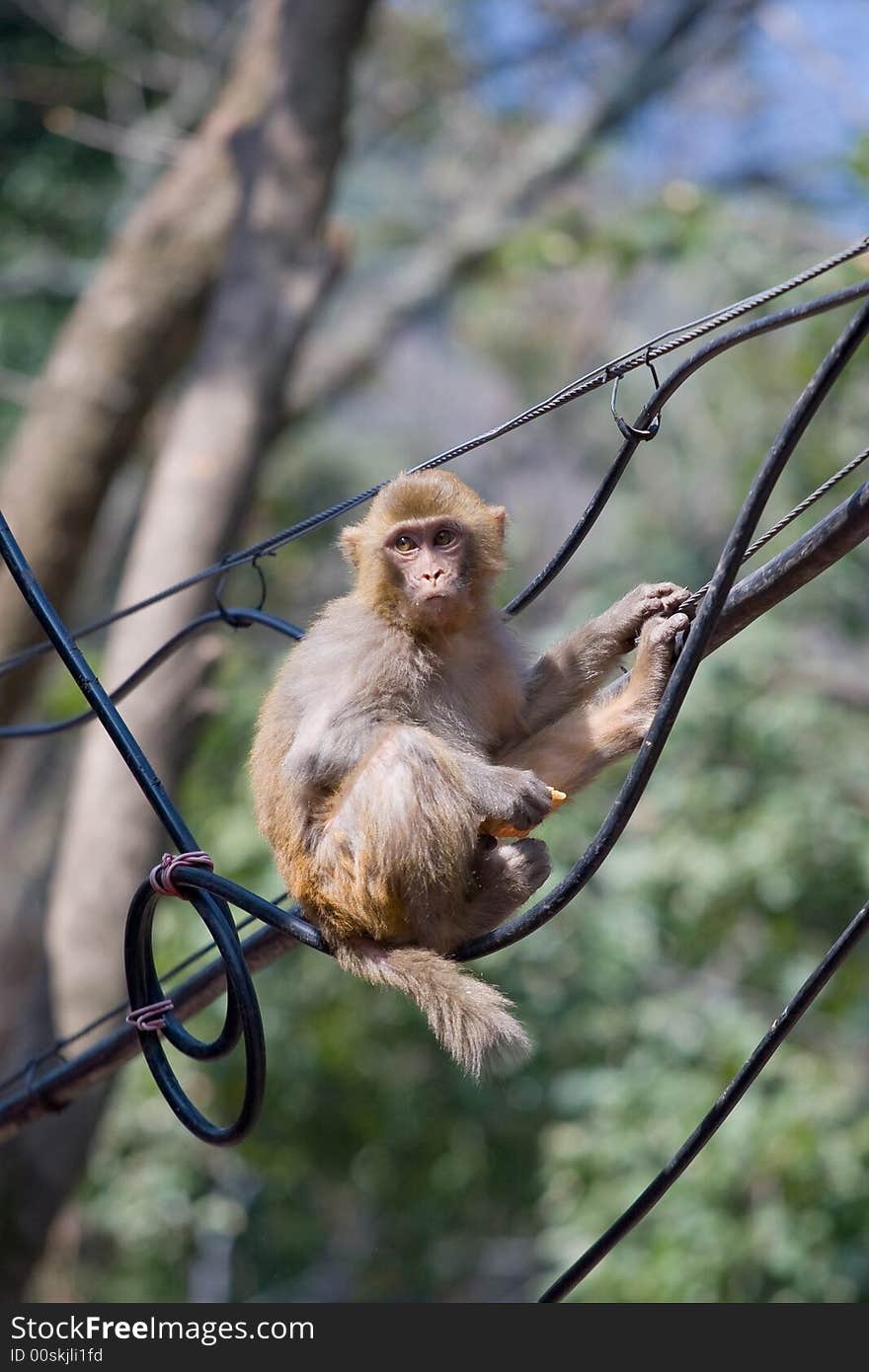 Wild monkey which from Xichang China