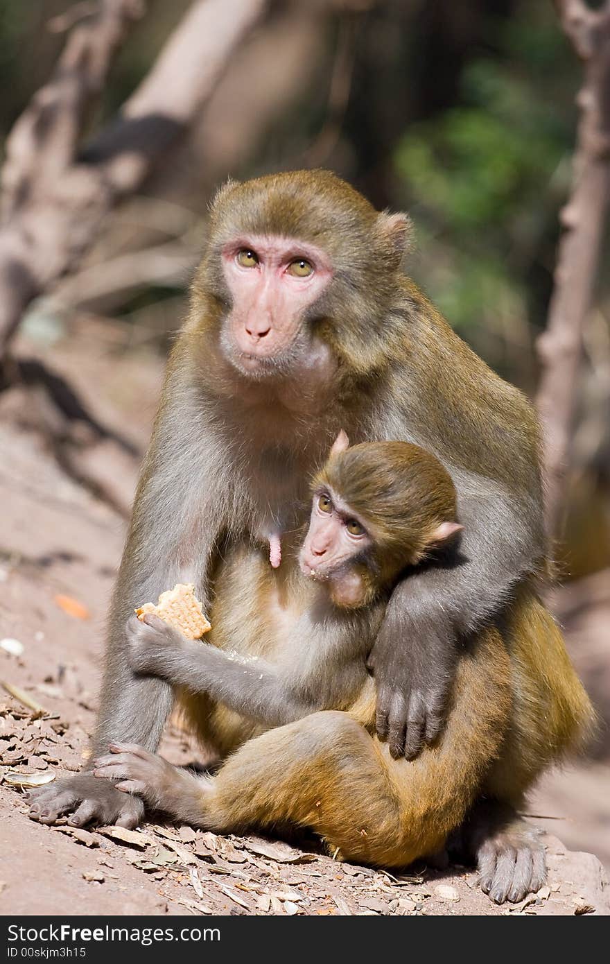 Wild monkey which from Xichang China