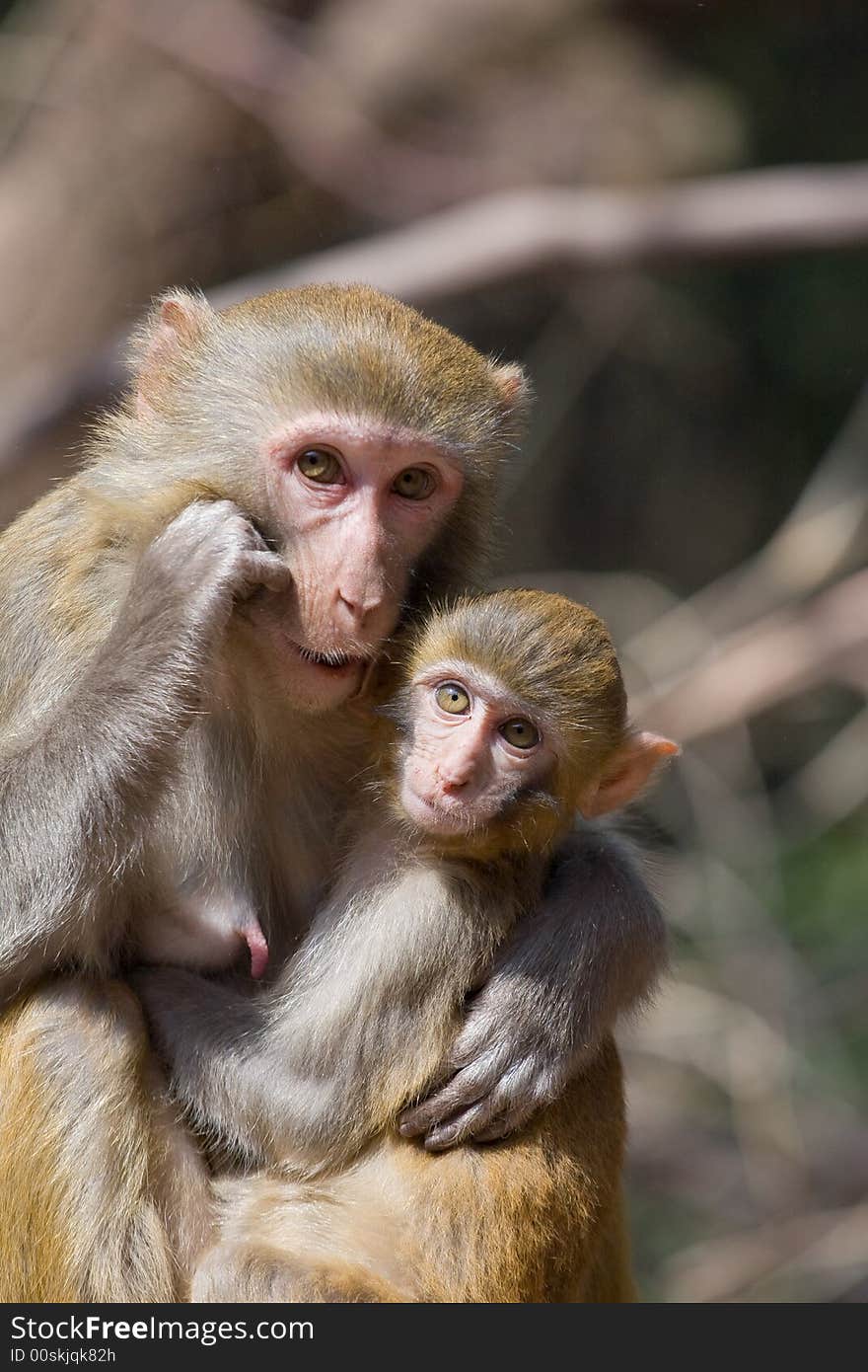 Wild monkey which from Xichang China