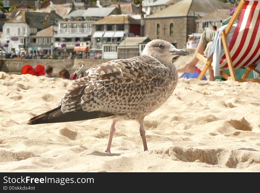 Young seagull amongst sandy beach sunbathers. Young seagull amongst sandy beach sunbathers