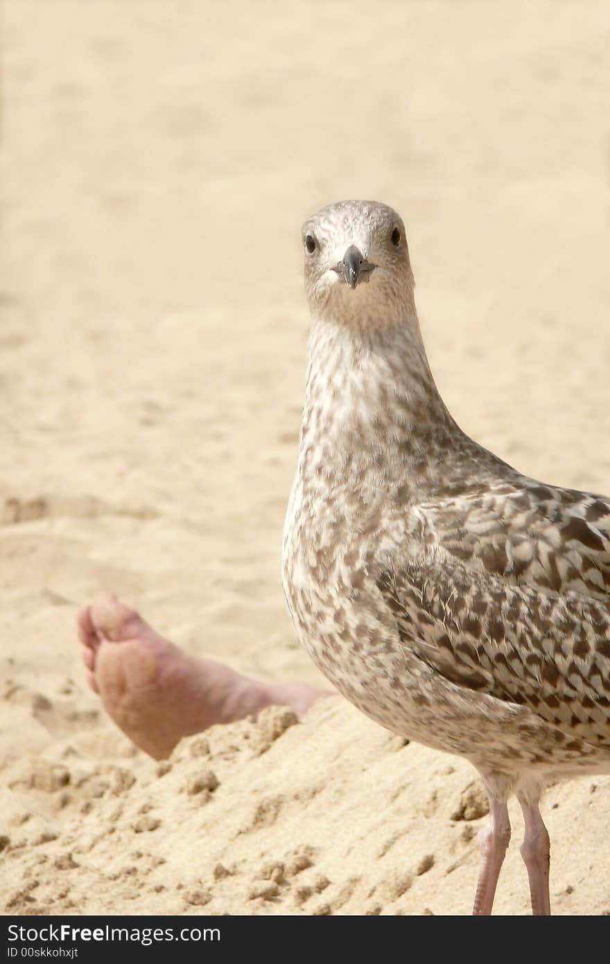 Surprised young seagull unearthing a human foot. Surprised young seagull unearthing a human foot