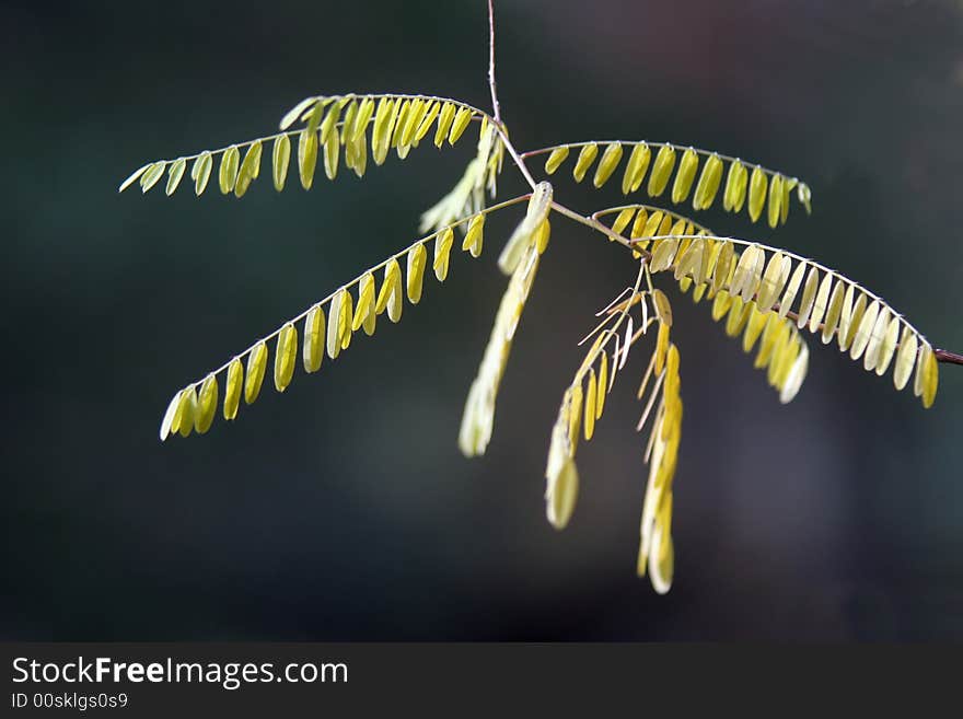 Autumn leaves