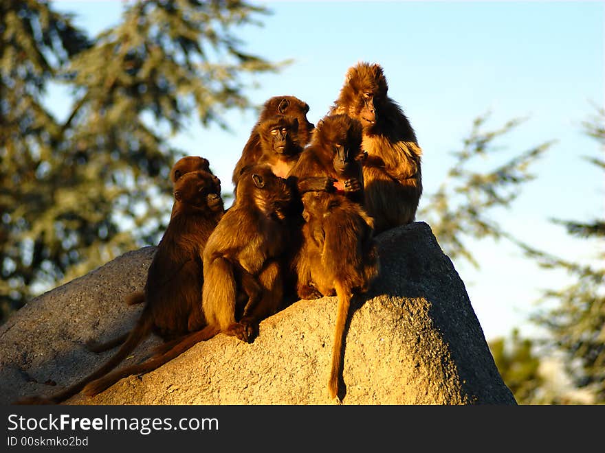 Group of sunbathing apes enjoying the first warm and sunny winter day.