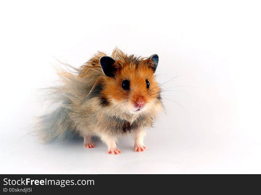 Hamster