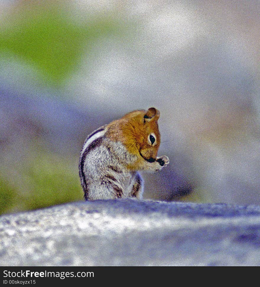 Golden Mantel Squirrel, Yosemite National Park. Visible noise. Golden Mantel Squirrel, Yosemite National Park. Visible noise