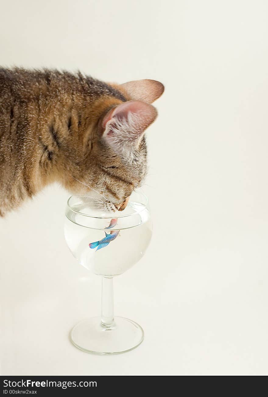 Cat and bright turquoise fish. Cat and bright turquoise fish