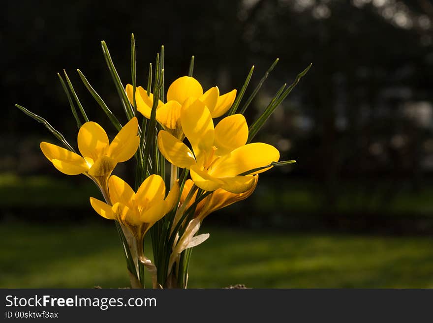 Yellow crocus.