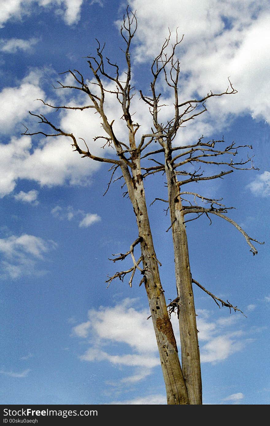 Taft Point Tree