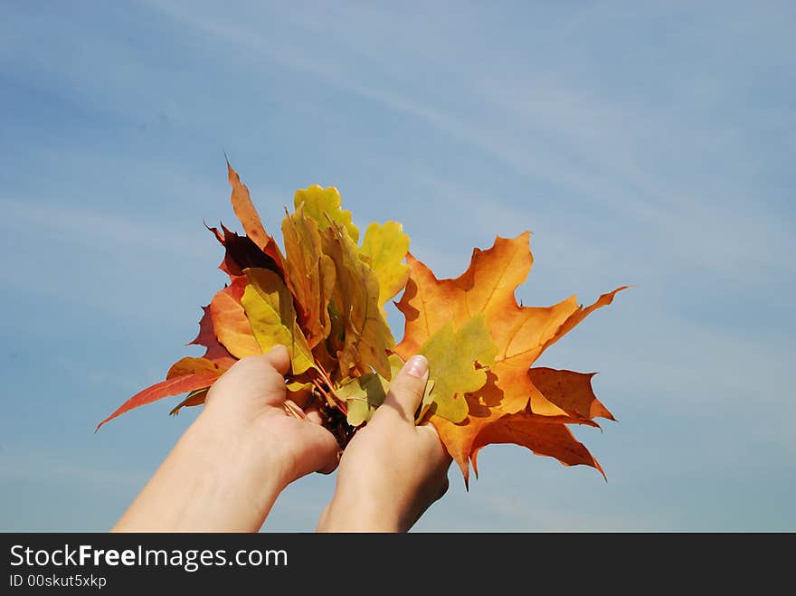 Parts of the sunny autumn in the hands. Parts of the sunny autumn in the hands