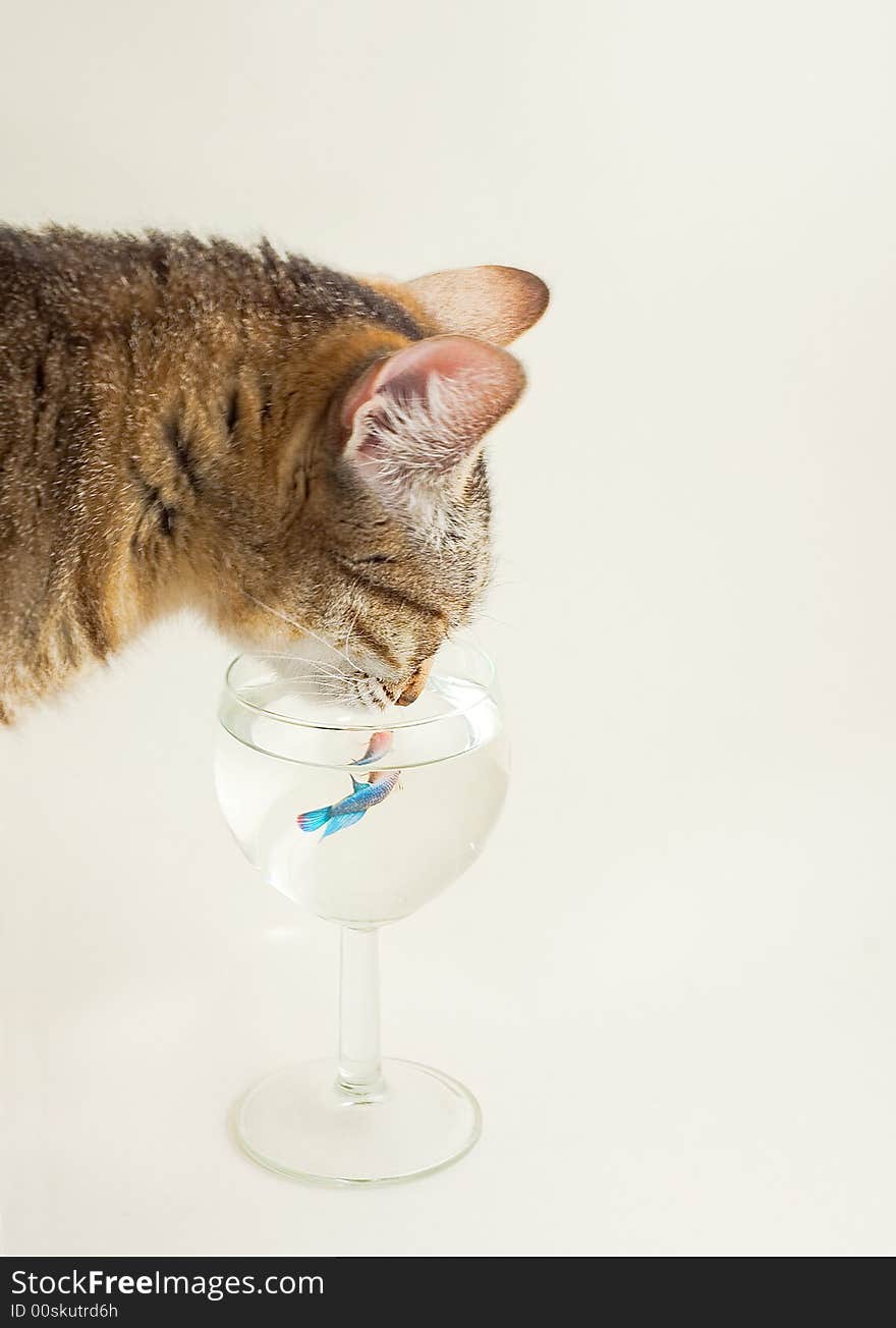 Cat is drinking from the glass with fish. Cat is drinking from the glass with fish