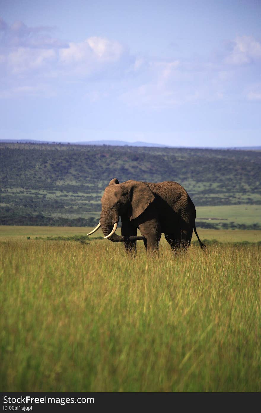 Single elephant in the Masai Mara Kenya Africa