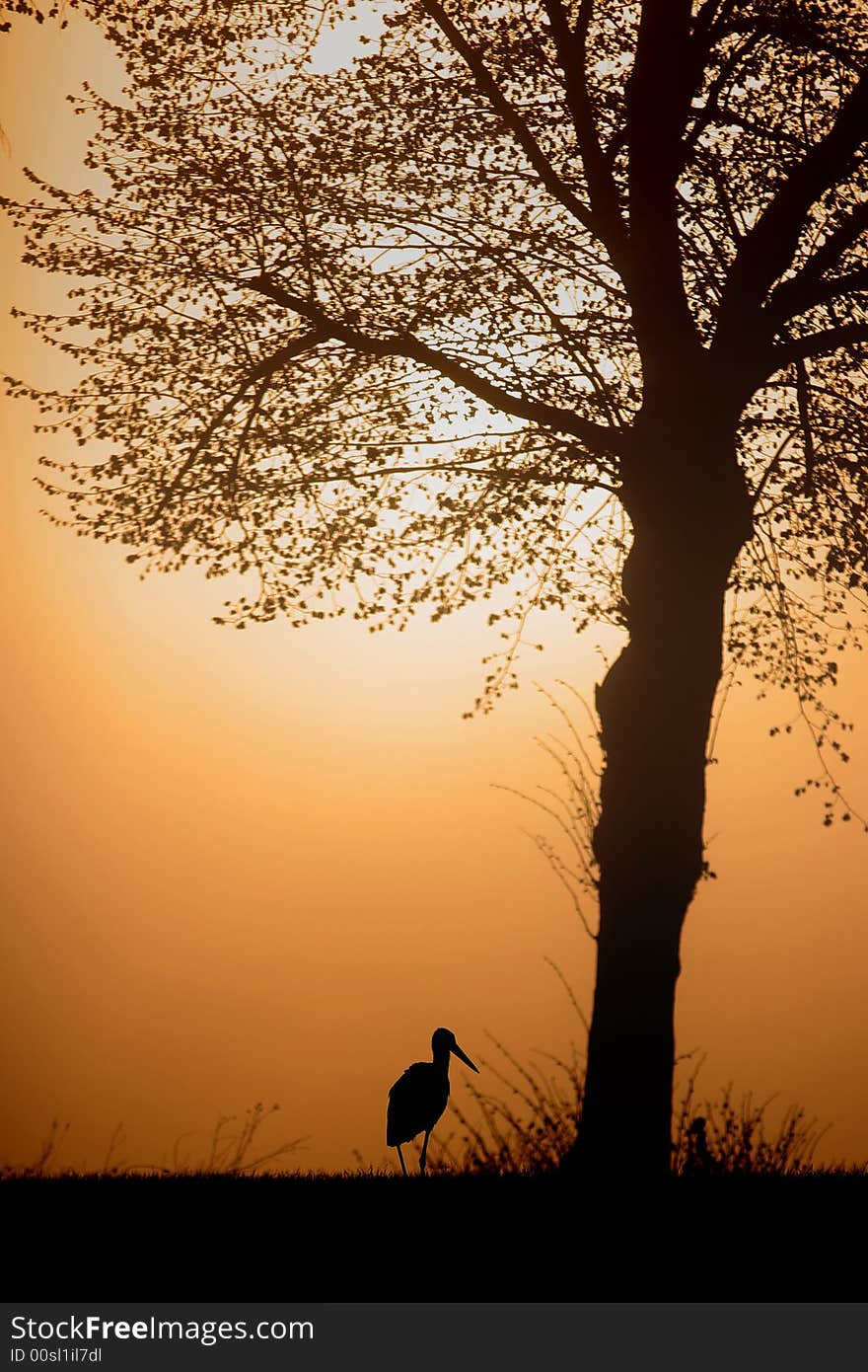 Stork next to the tree