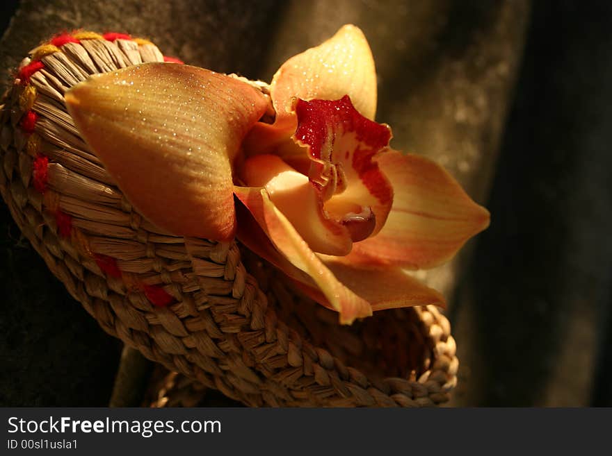 Orchid with drops dew in a small bast shoe. Orchid with drops dew in a small bast shoe