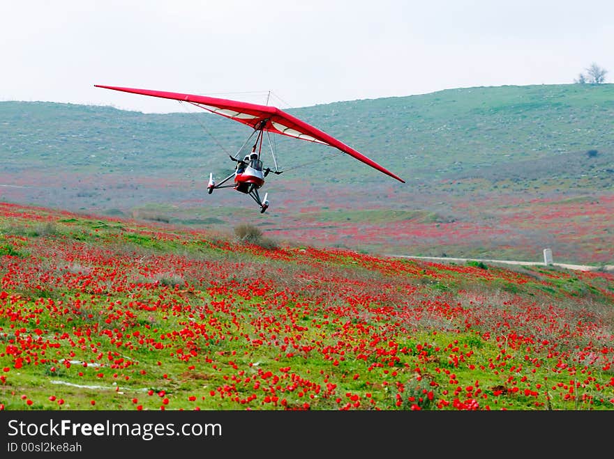 Flight over poppies