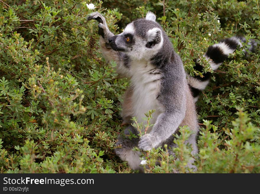 Lemur