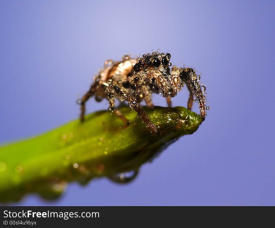 Wet spider