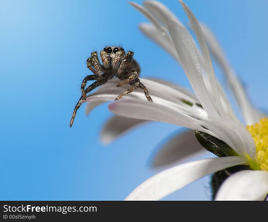 Sitting Spider