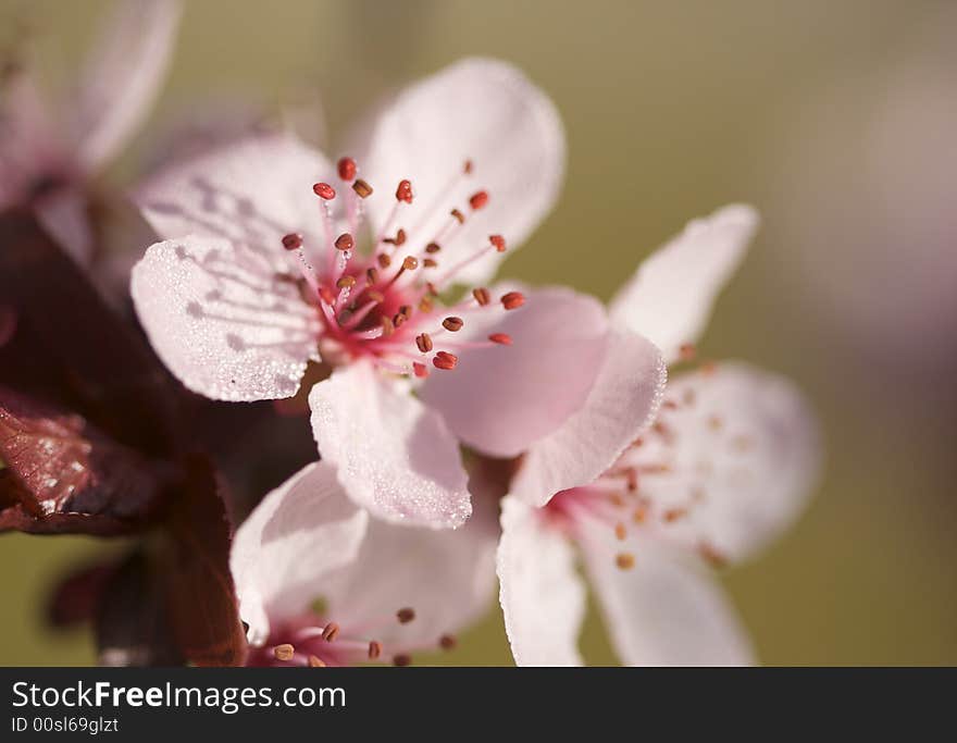 Early Spring Pink Tree Blossoms and Dew Drops with Narrow Depth of Field.