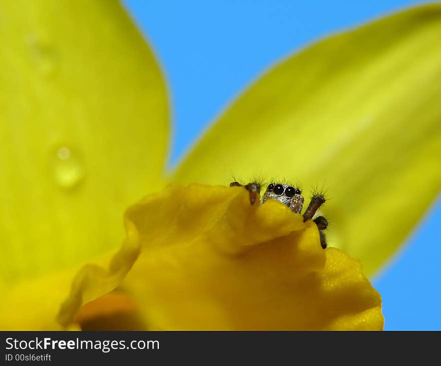 This is a little spider who is a bit shy to the camera. This is a little spider who is a bit shy to the camera.