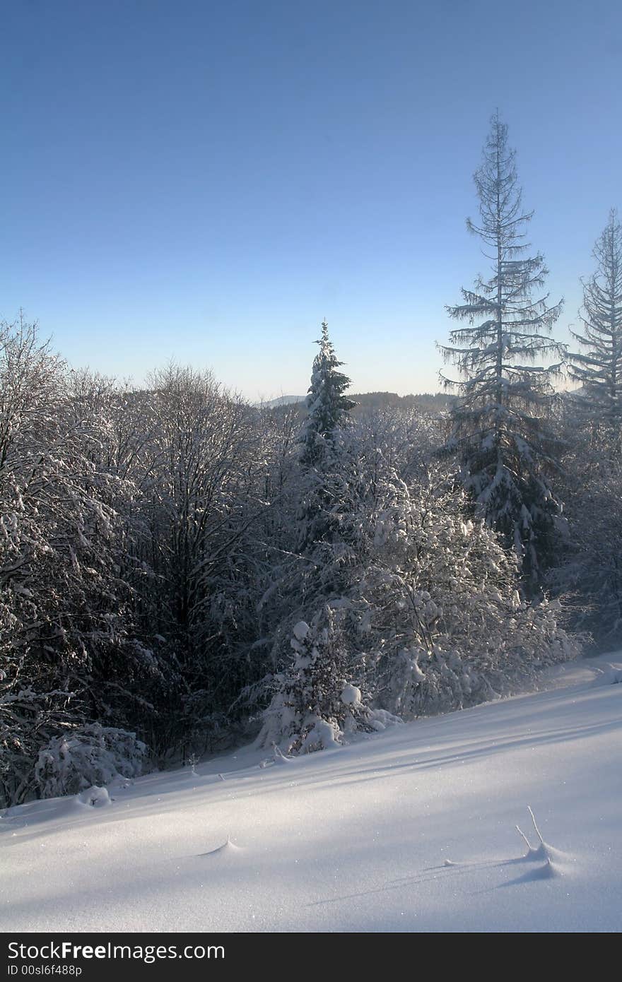 Frozen trees in sunny cold winter day