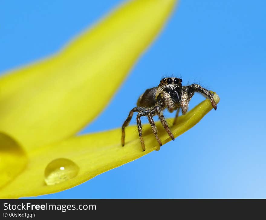 Jump spider on yellow flower