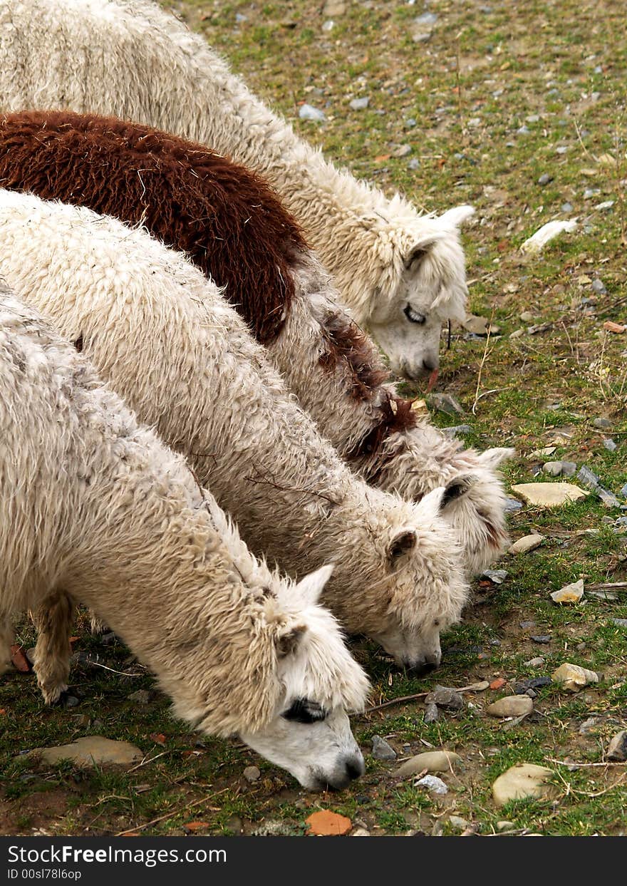 Alpacas