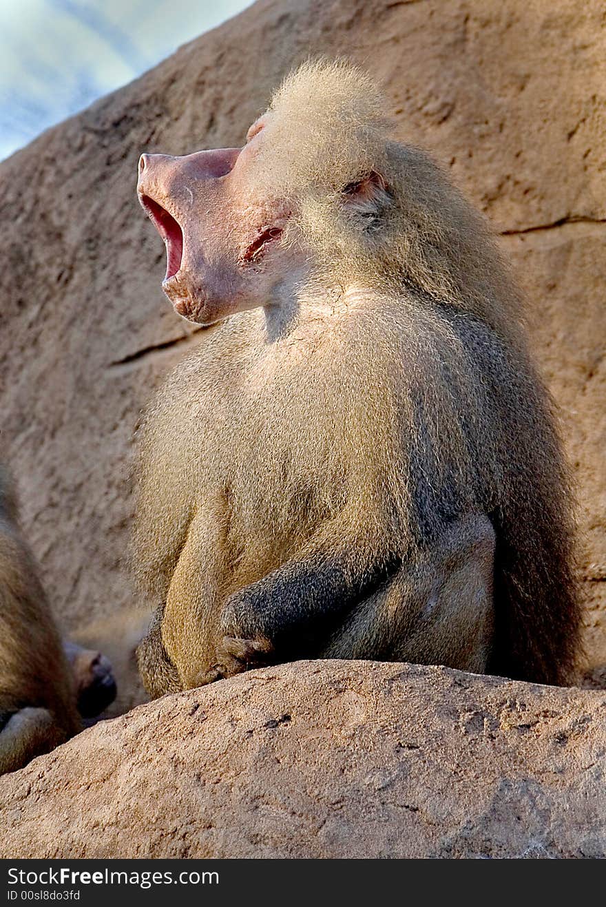 Portrait of yawning baboon male. Portrait of yawning baboon male