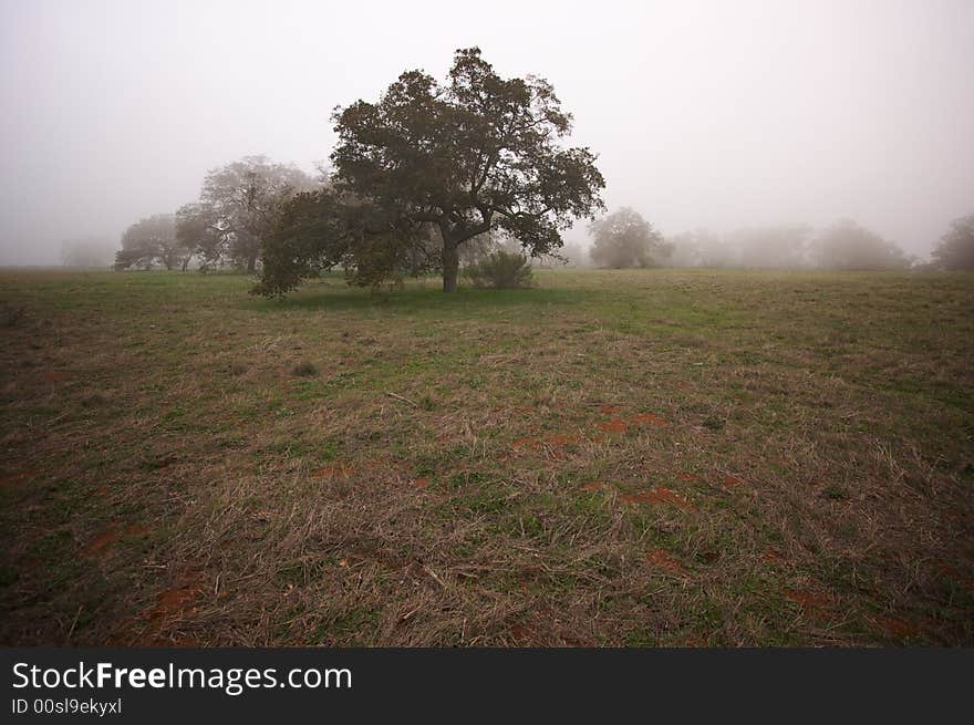 Foggy Countryside with Majestic Oak Trees. Foggy Countryside with Majestic Oak Trees