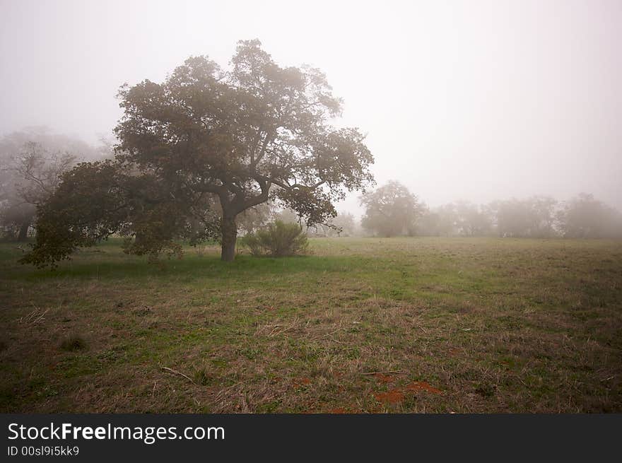 Foggy Countryside And Oak Trees